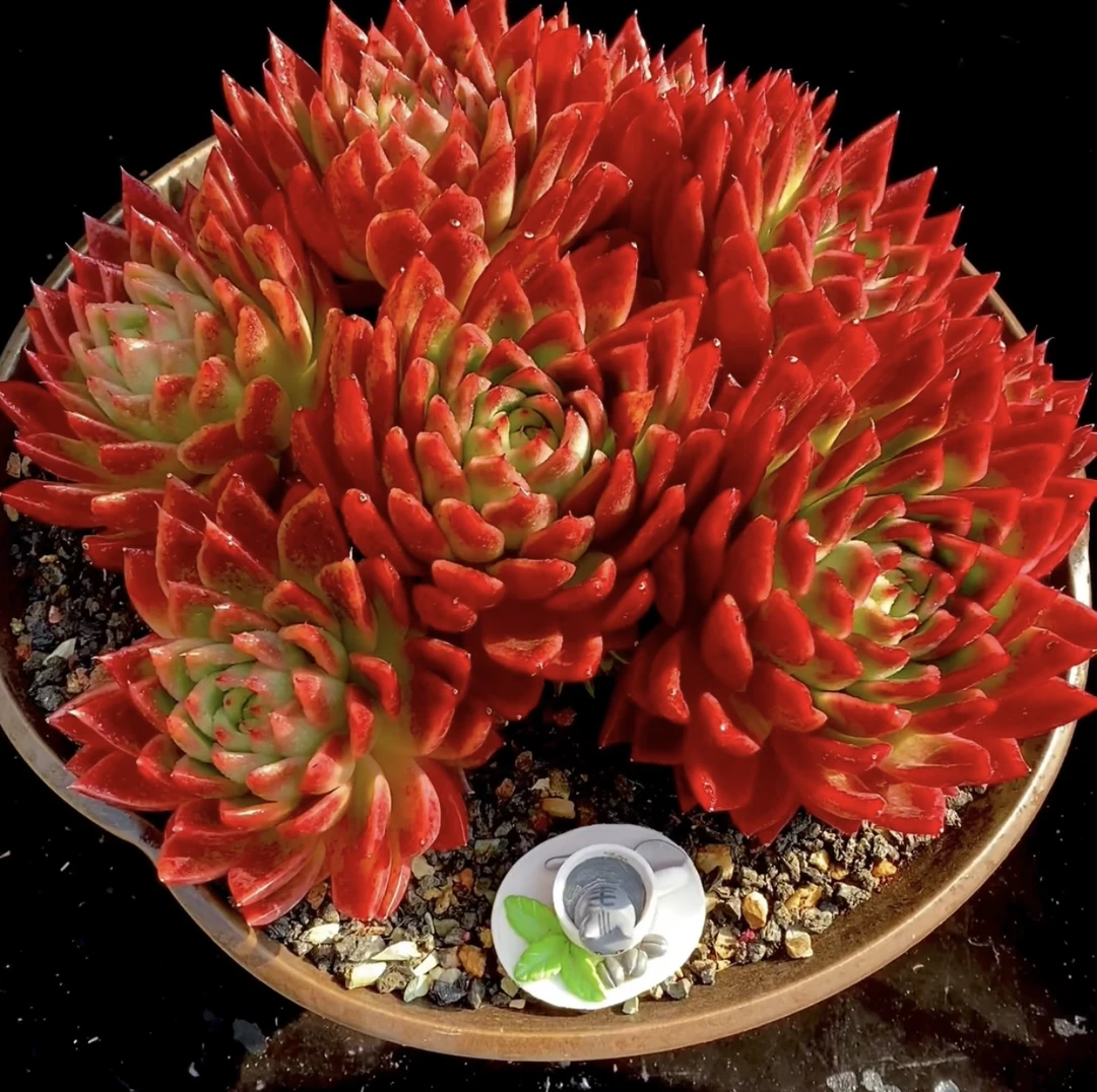 雪斑红东云大老桩无砍