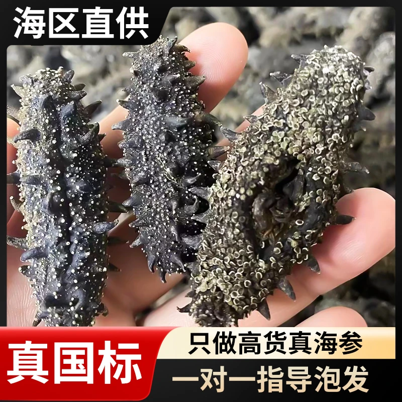 国标海参 大连长海县广鹿岛 头茬秋参  纯淡干14-18倍泡发 一斤装
