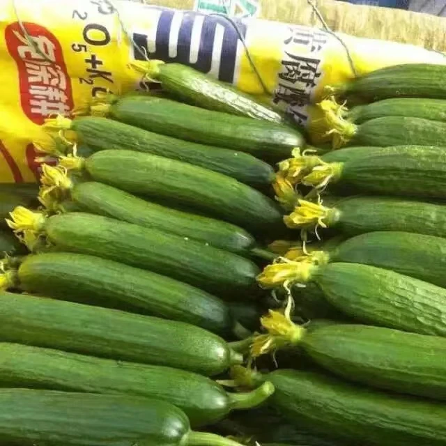 小黄瓜乳瓜鲜花蘸花药点花药座果灵嘴子鲜花组合