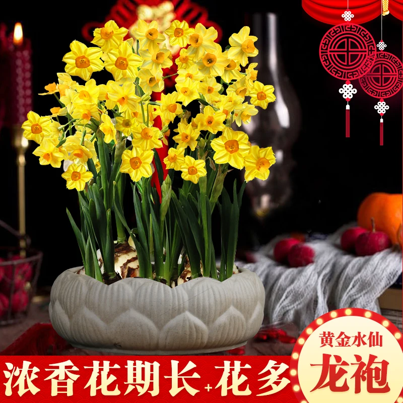 禅意浓香仿古石水仙盆栽 漳州水仙花种球 耐寒室内水培植物水养