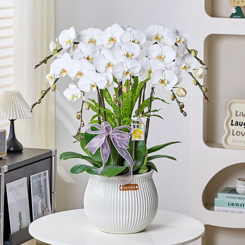 蝴蝶兰【V3大白】带8枝花带盆艺术组合盆栽婚礼宴请家居伴手礼装饰