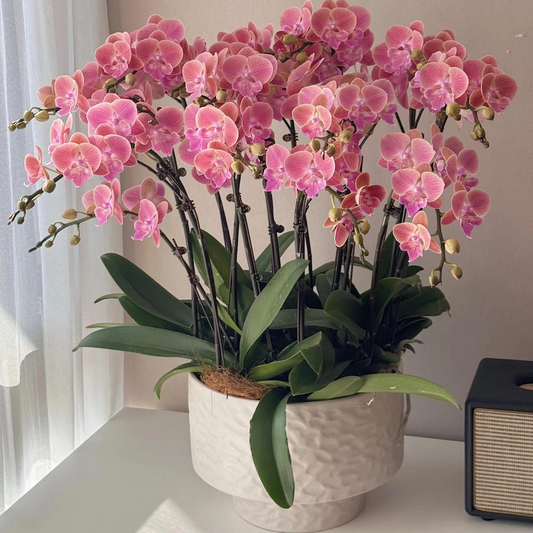 12花剑西瓜红蝴蝶兰带花苞盆栽复古橘粉色稀有色四季好养室内花卉