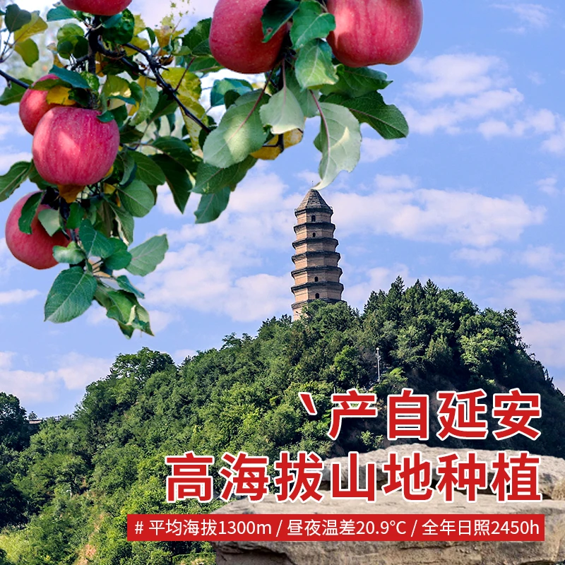 酥脆肉厚果香陕西延安洛川苹果脆甜多汁2/5斤/10斤包邮节日高山酥