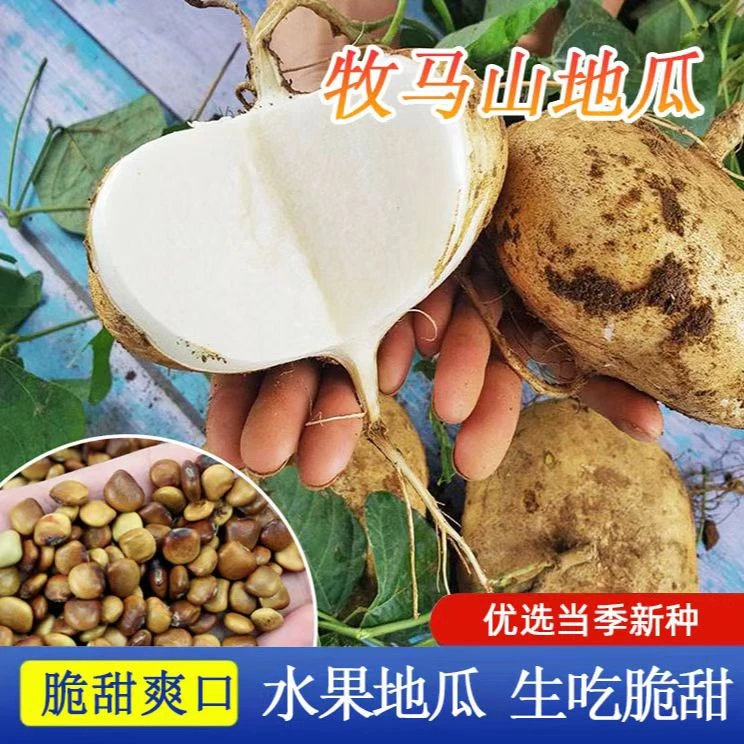 G广西新鲜凉薯白地瓜种子脆甜多汁农家自种当季蔬菜牧马山地瓜商品图