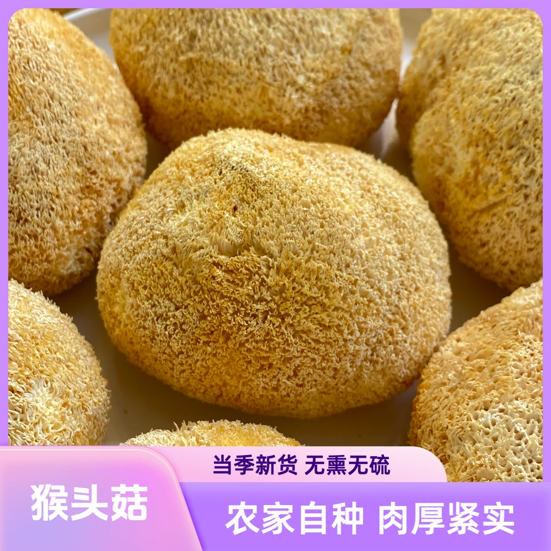 【当年新货】干猴头菇100g采收期新货猴头菇煲汤料肉厚新鲜采摘烘干