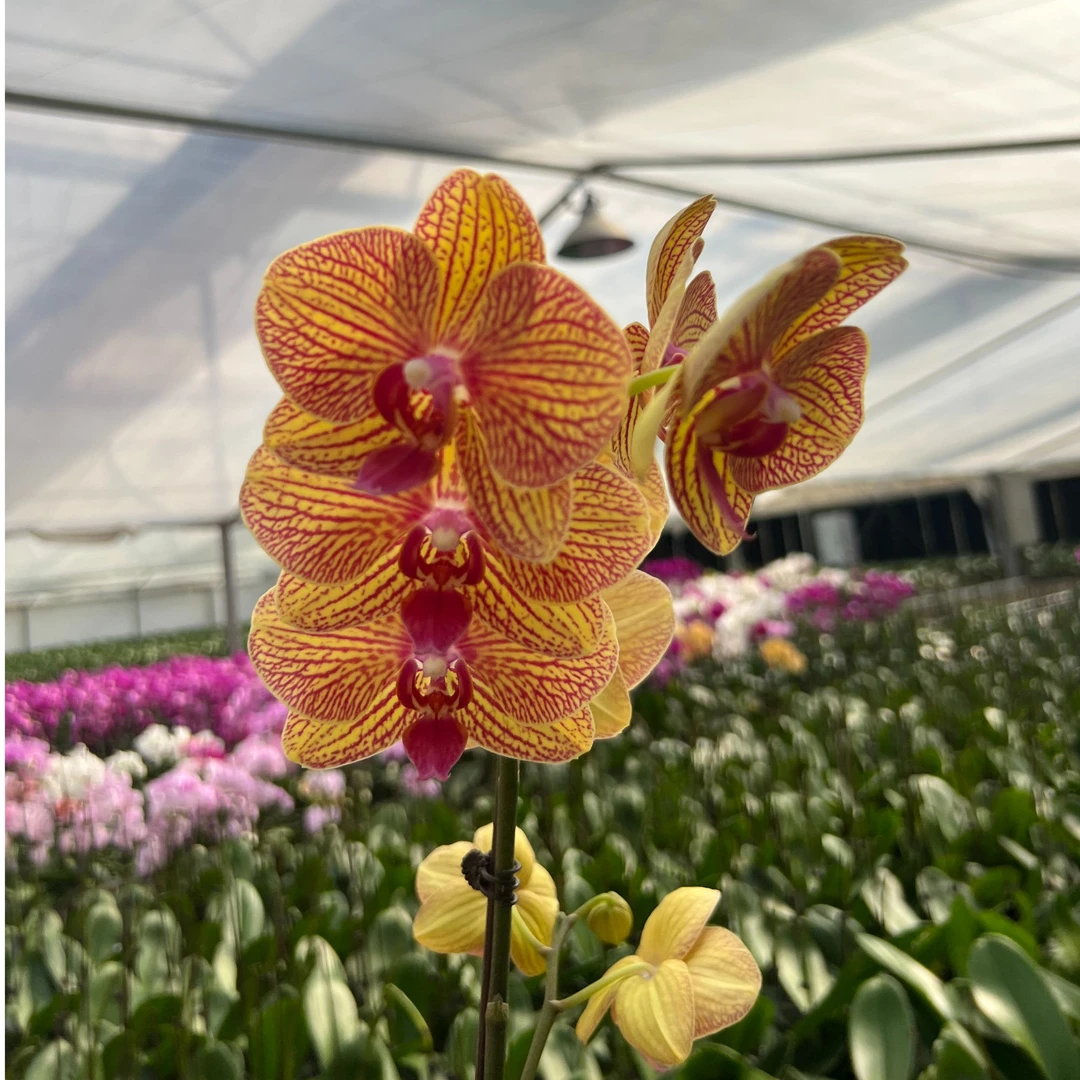 （黄金甲）精品蝴蝶兰3.0寸续花能力强  基地直发