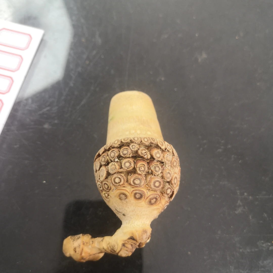 竹子竹根一物一拍
