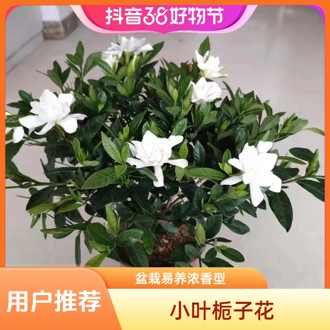 小叶栀子花泥炭土净化空气种植盆栽浓香型花卉室内庭院绿植盆栽