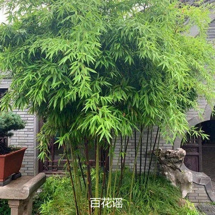 庭院耐寒植物四季常青观赏矮化青竹树苗紫竹金镶玉竹苗竹子苗盆栽