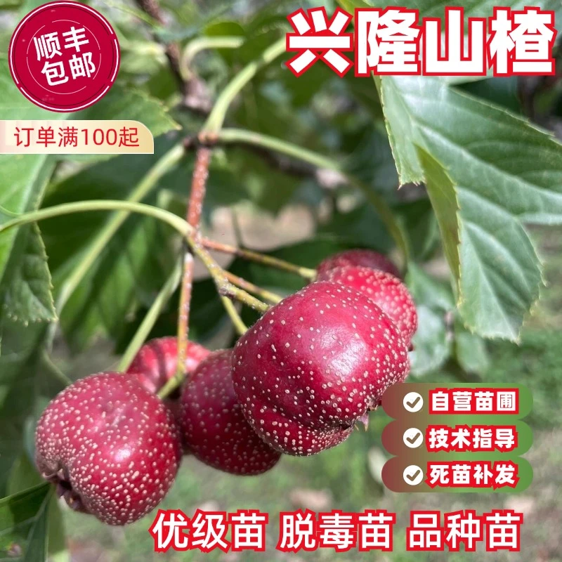 山楂树活苗大金星大五棱甜红子山楂树苗嫁接歪把红果苗山里红树苗