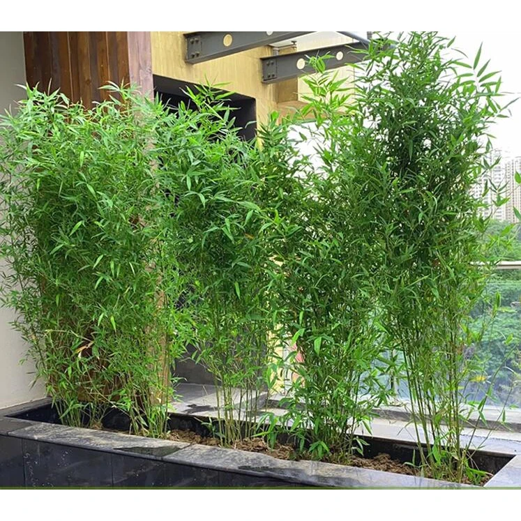 竹苗带土家养竹子盆栽紫竹盆栽庭院室外绿植观赏绿化竹子苗金竹青