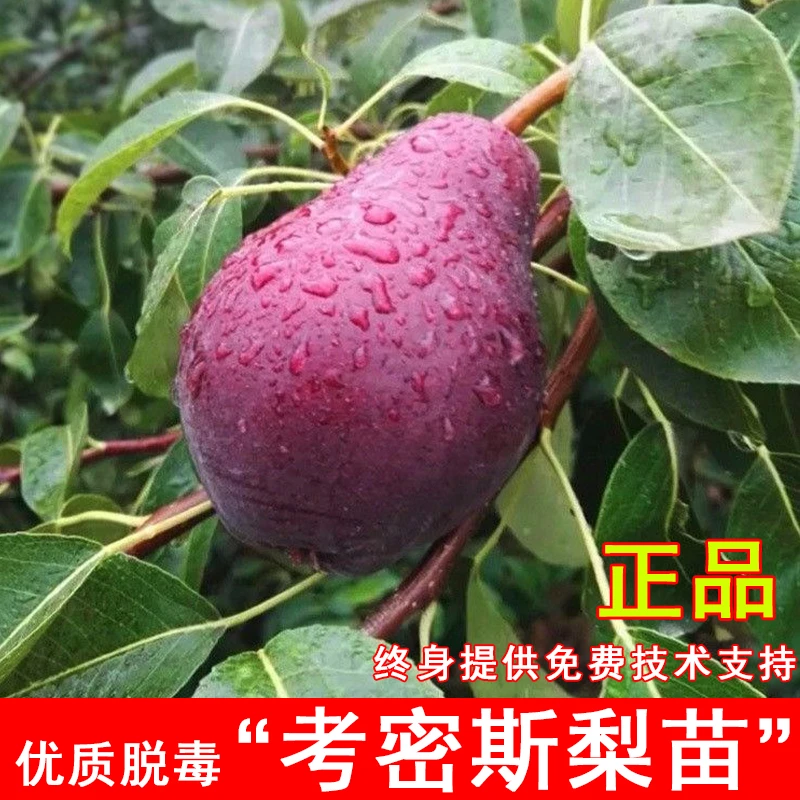 早红考密斯梨树苗红梨红啤梨苗盆地栽庭院南北方当年结果果树果苗