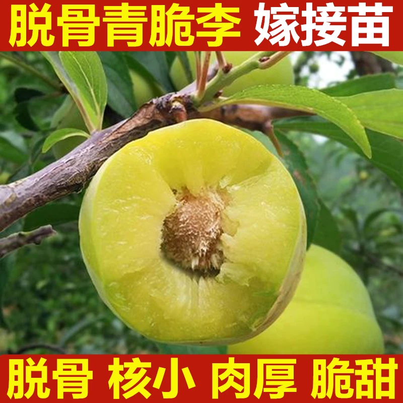 蜂糖李子树苗嫁接特大晚熟四川青脆李脱骨李子苗南北方种果树果苗