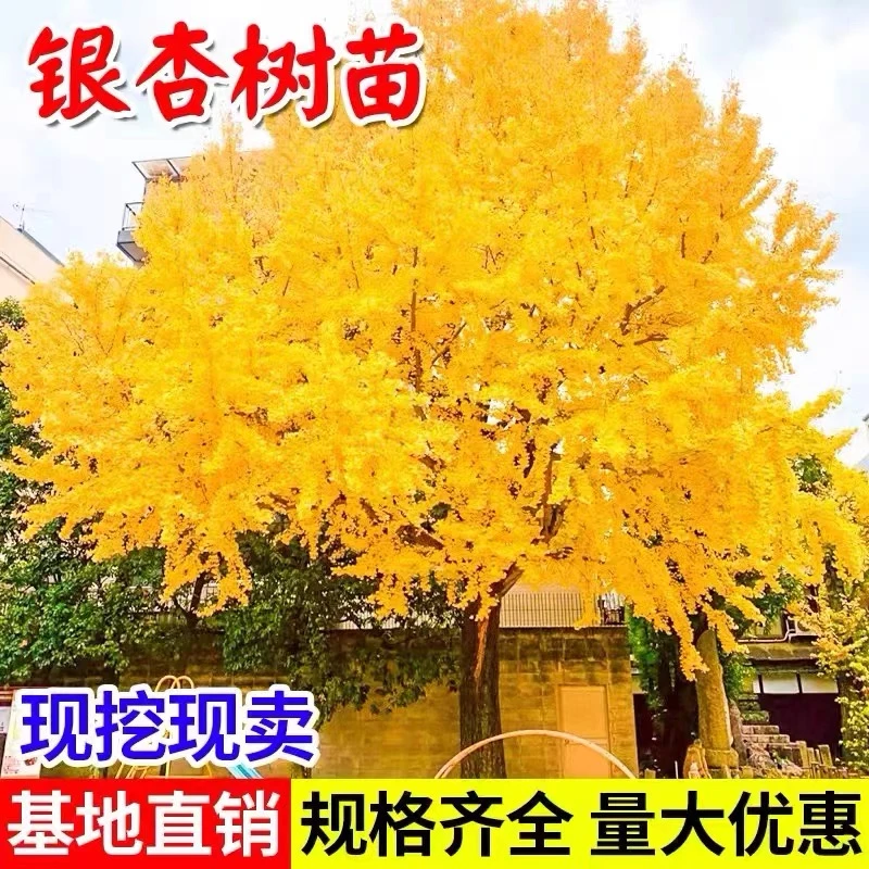 金叶银杏树苗白果活苗庭院绿化苗木行道树银杏小苗大树南北方种植