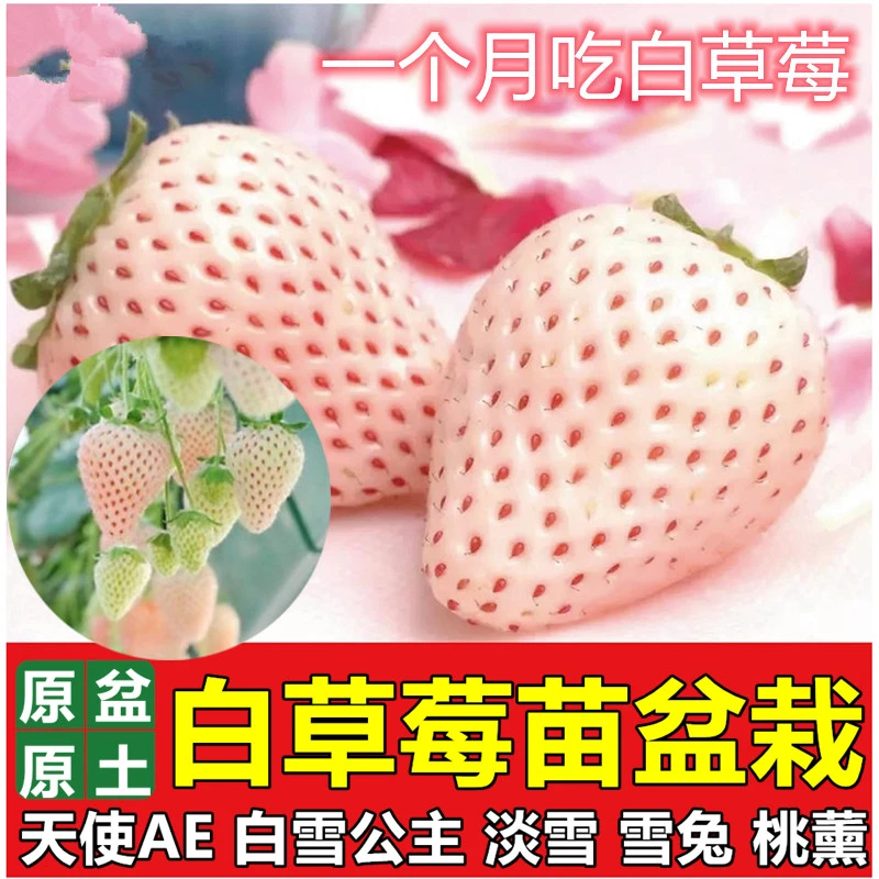 白草莓盆栽天使AE白雪公主淡雪雪兔桃熏带土球四季食用果树草莓苗