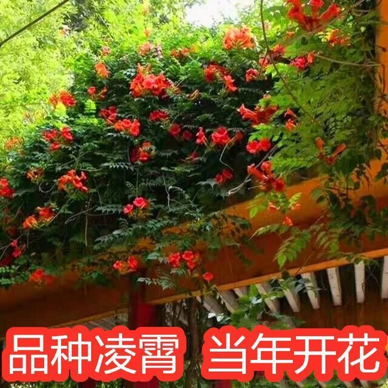 凌霄花苗爬藤植物庭院耐寒藤本花卉攀援植物老桩花卉炮仗花凌霄花