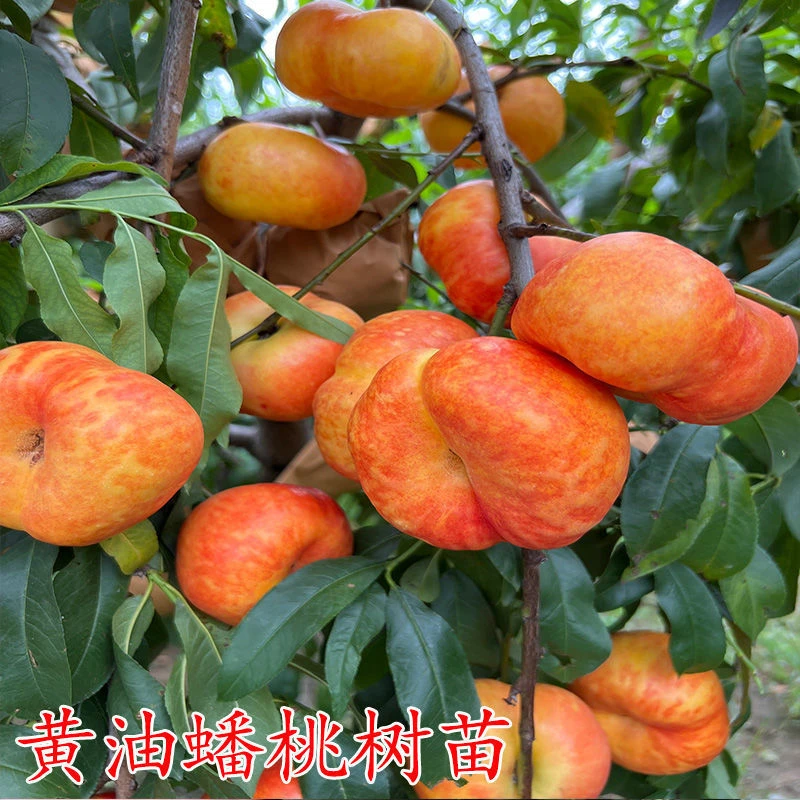 黄油蟠桃树苗 嫁接特大正宗黄金油蟠桃苗 新品种盆栽地栽当年结果