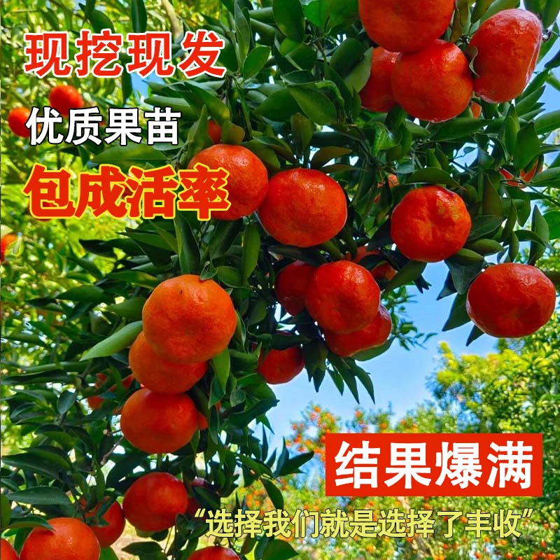 象山红美人树苗带果南北方庭院地栽橘子树果苗嫁接苗盆栽当年结果