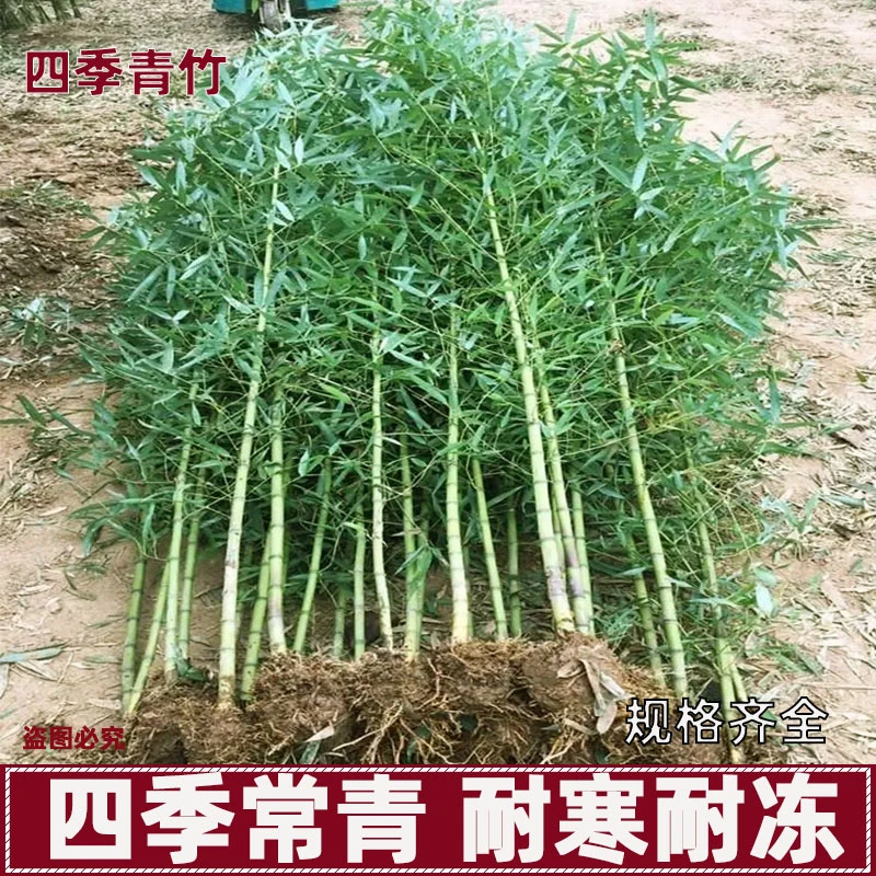 四季青竹苗庭院耐寒植物四季常青篱笆竹子苗观赏型户外绿化种植