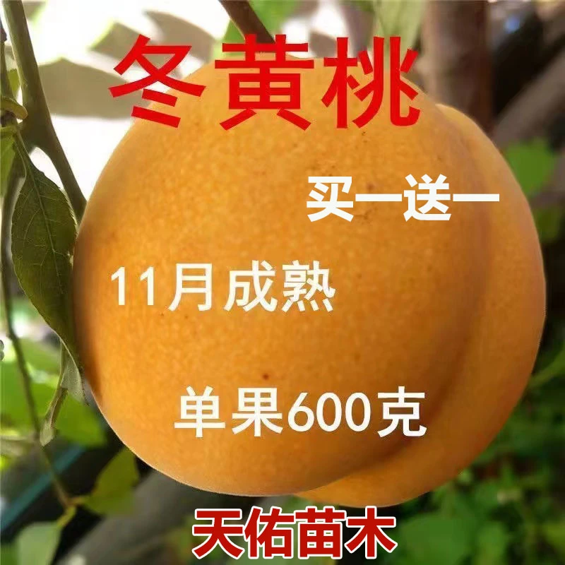 特大晚熟黄桃树苗桃树果苗嫁接苗冬黄桃油桃