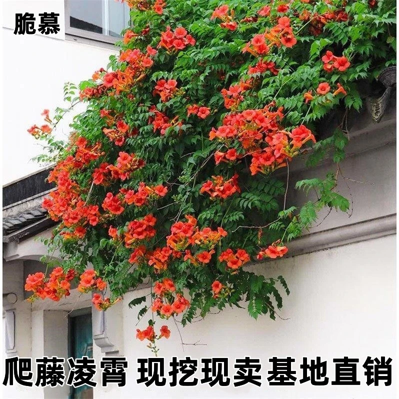 凌霄花苗大苗盆栽爬藤植物庭院阳台楼顶攀援花卉紫藤花苗耐寒易活