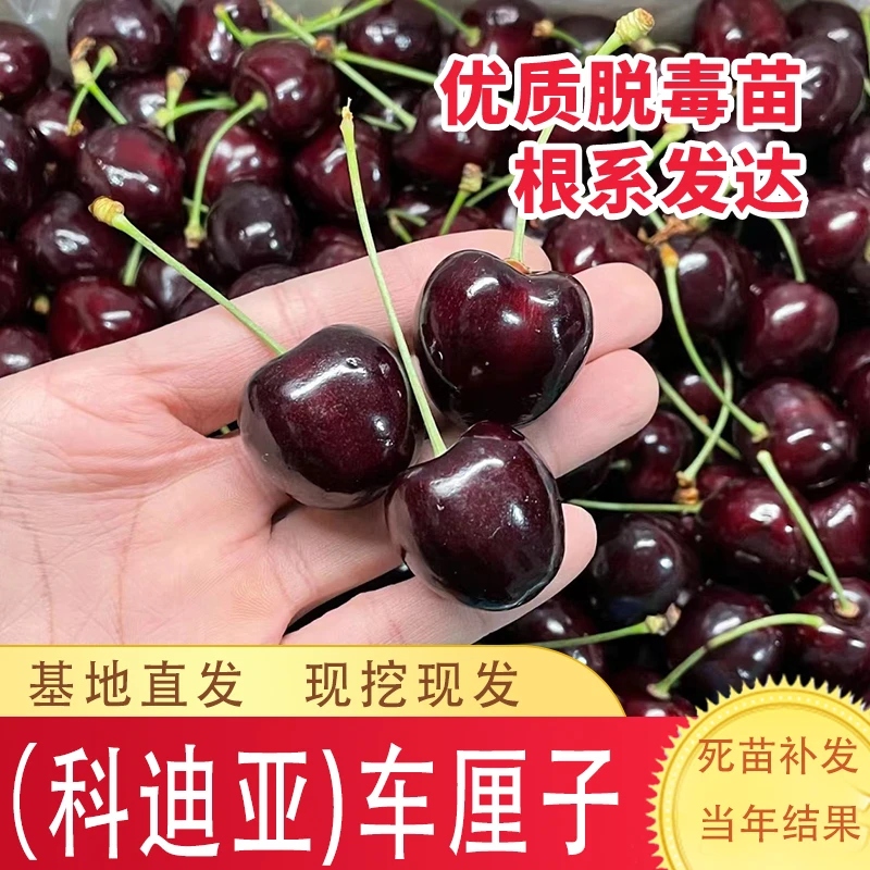 车厘子树苗嫁接晚熟纯甜科迪亚樱桃果树苗南北方庭院盆栽地栽种植