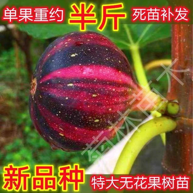 无花果树苗特大盆栽地栽耐寒波姬红无花果苗当年结果南北方种植