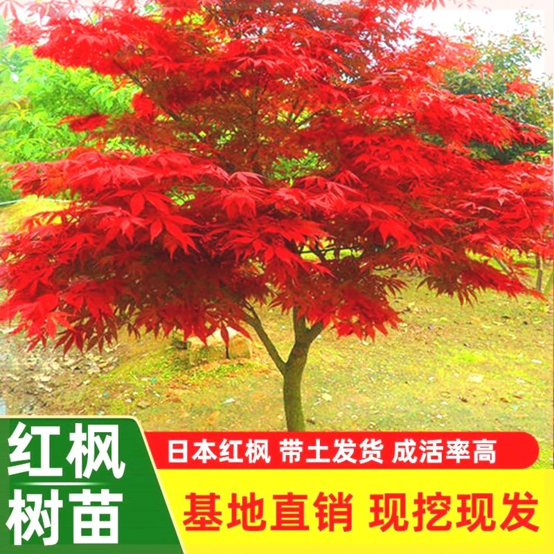 红枫树苗四季红庭院别墅绿化正宗名贵耐寒耐旱绿化北方种植物盆栽