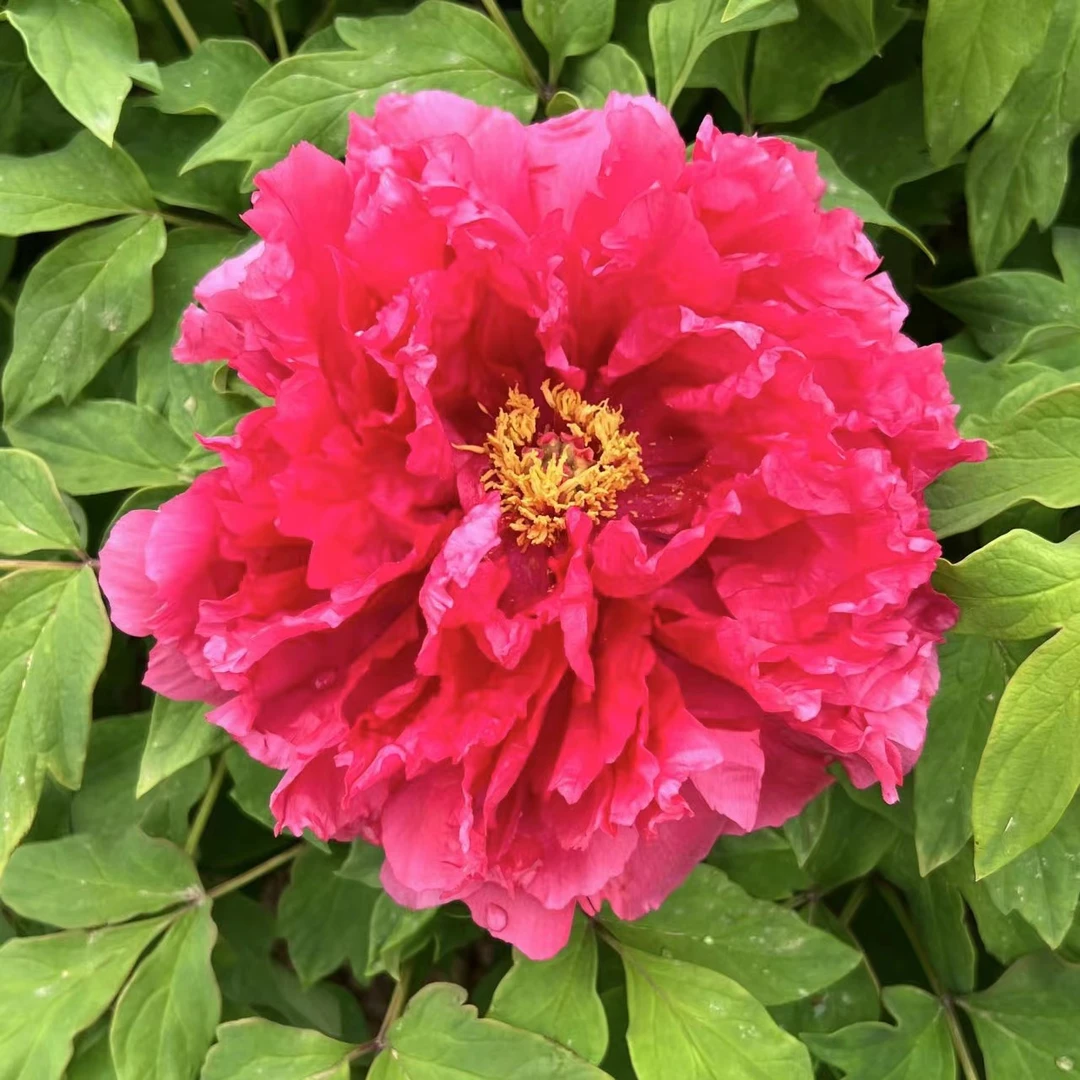 【旭港】 精品观赏牡丹