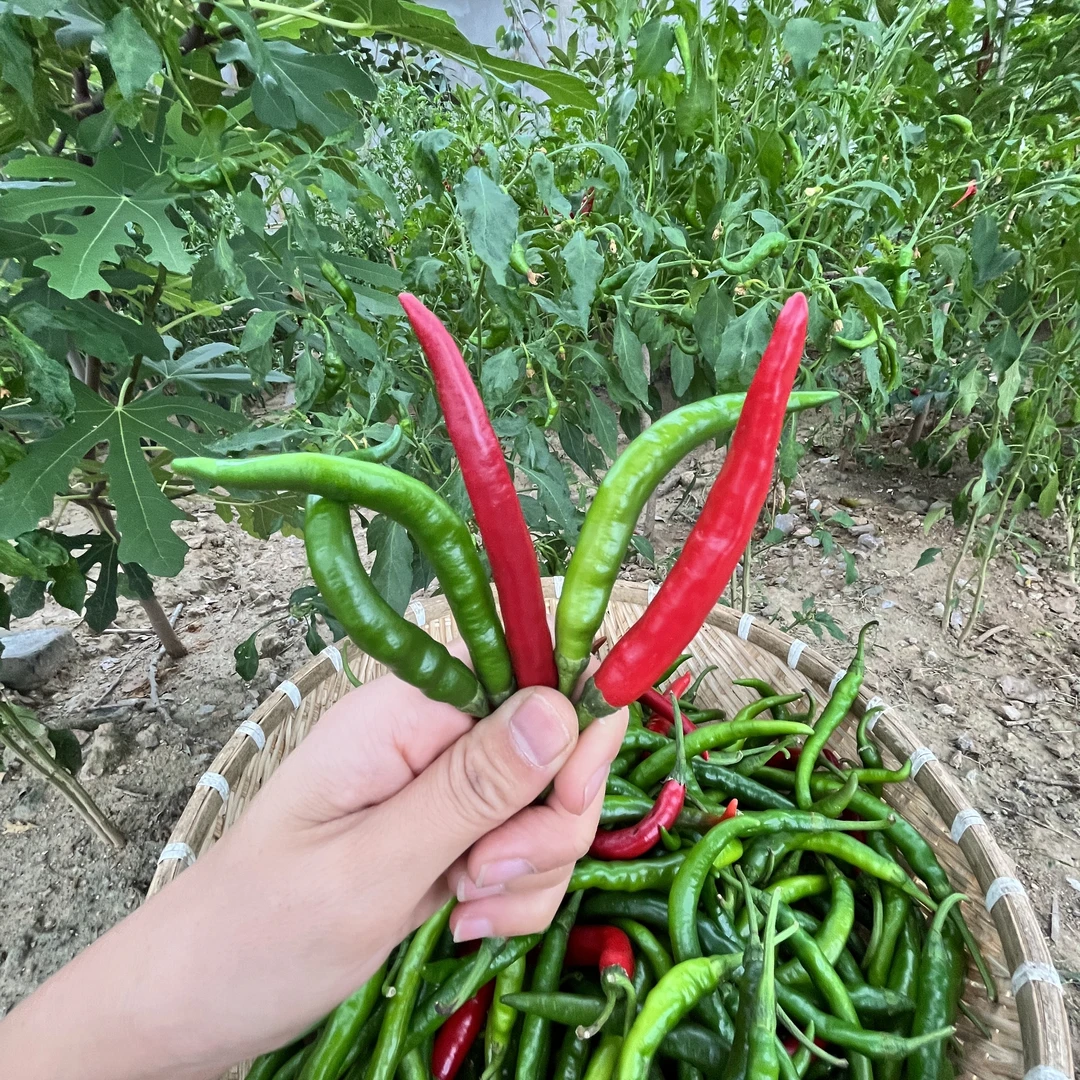 鲜辣椒麦茬薄皮辣椒邳州辣椒