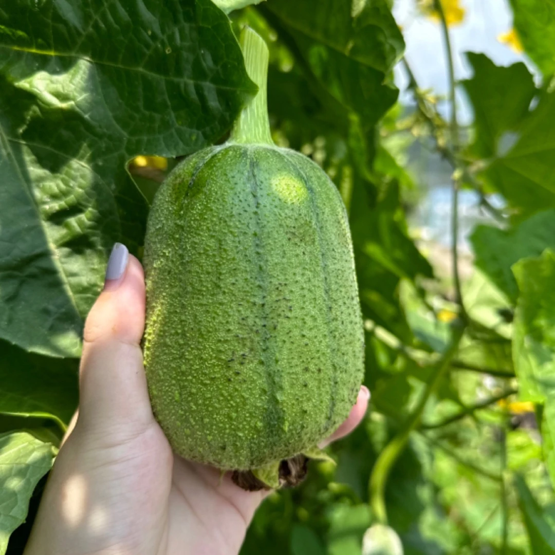 【觅心农场】生态种植苹果丝瓜胖丝瓜口感丝滑软糯微甜3.0斤3.3斤