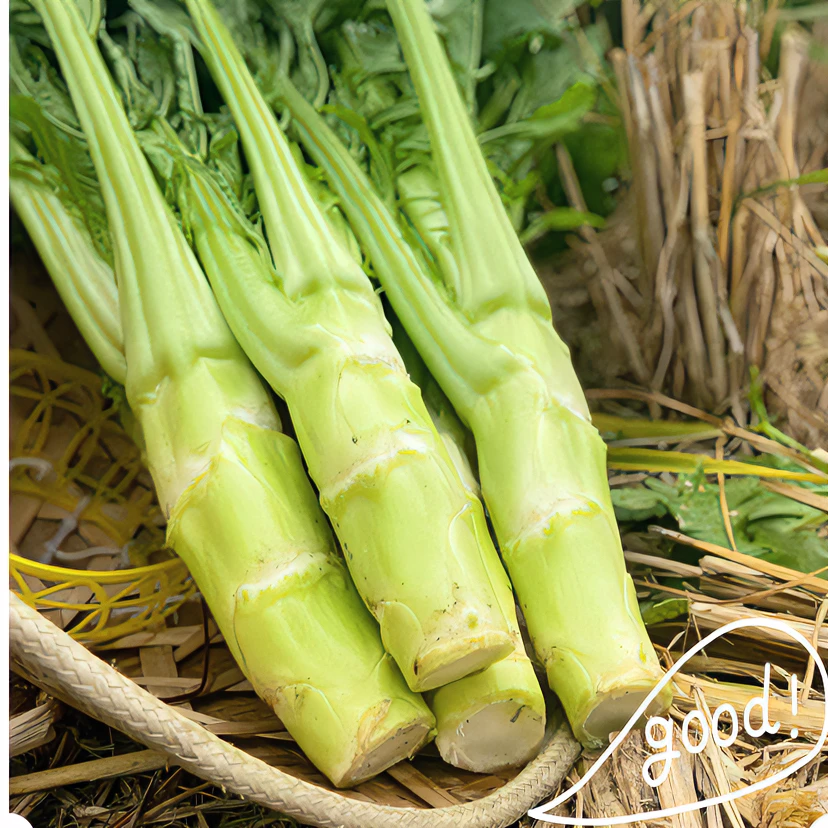 25年高原棒棒菜鲜嫩可口净菜新鲜爽口营养时令蔬菜精品新鲜蔬菜