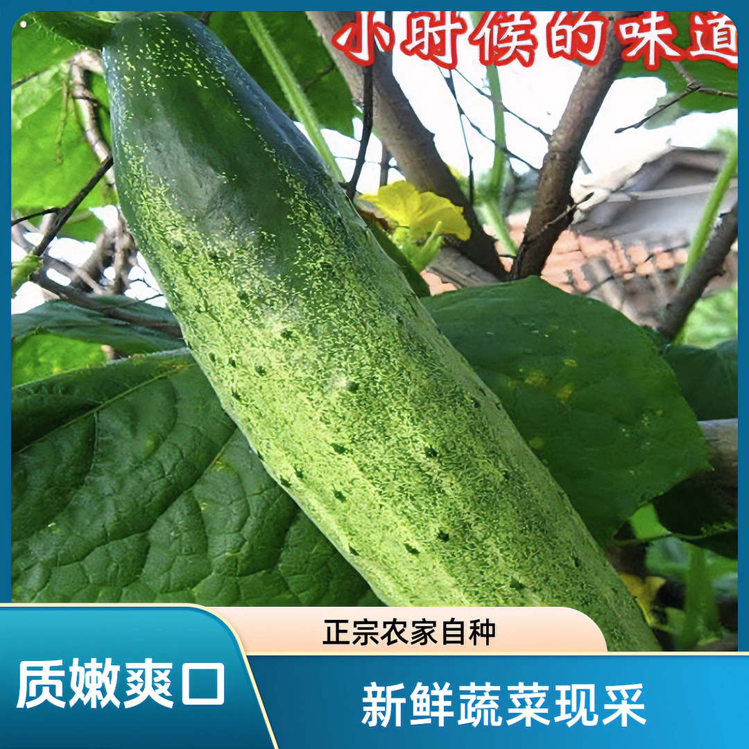 本地老品种燕白土黄瓜新鲜蔬菜现采秋黄瓜正宗农家自种南方爽口