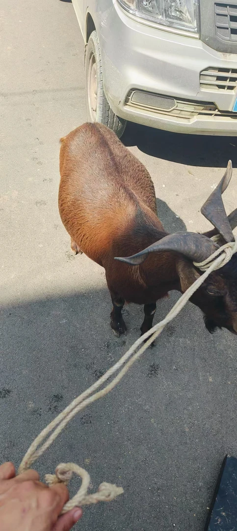 山里羊 正宗龙陵黄山羊源头发货5斤顺丰包邮