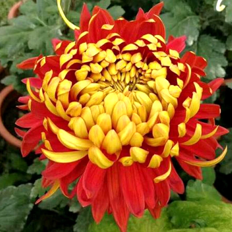 【金背大红】【带花苞 】大花富贵菊 九月大菊盆栽开花好看土球发货