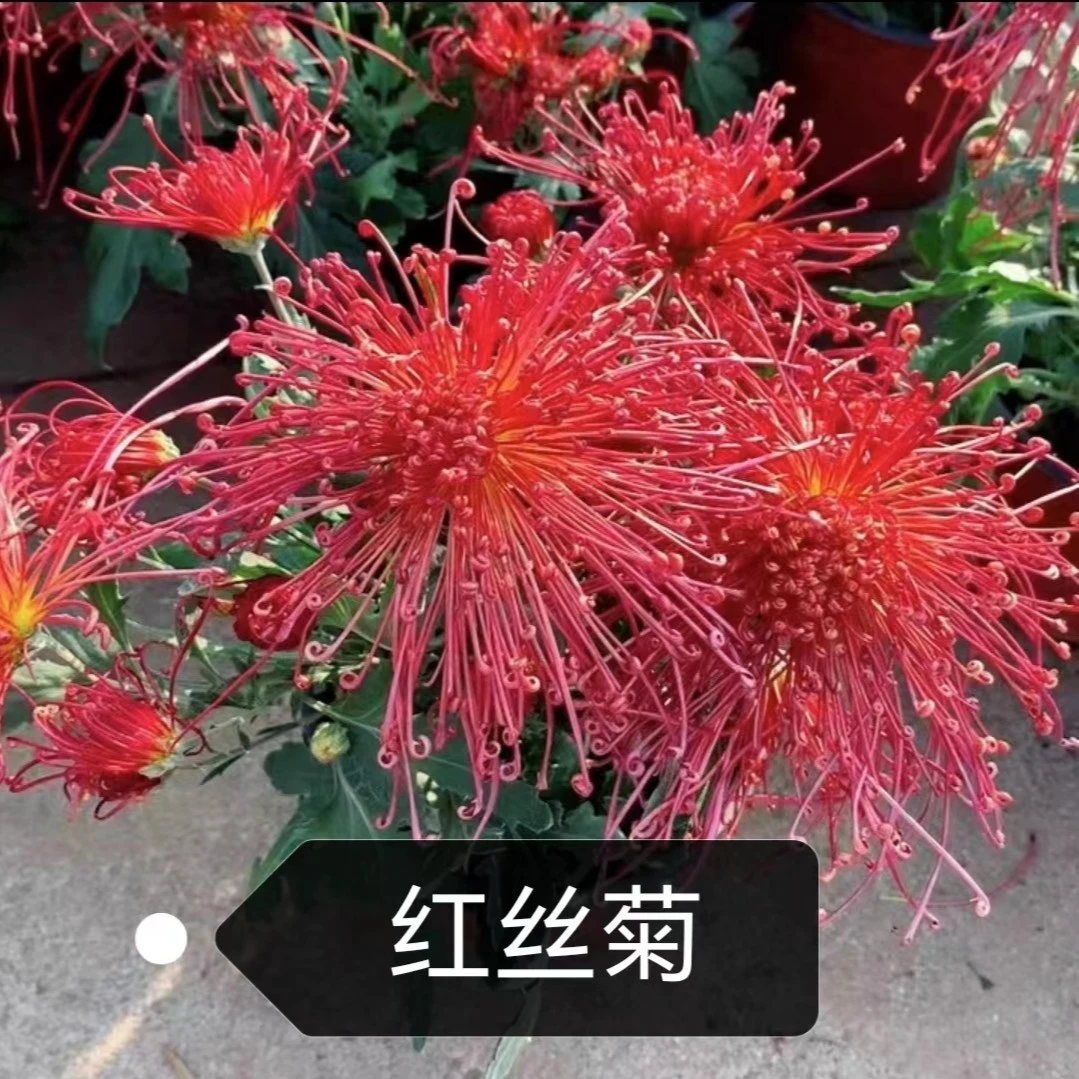 【红线串珠】九月菊  菊花苗