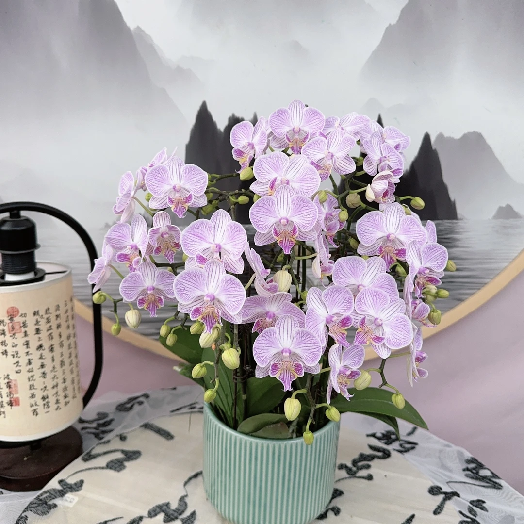 （浪漫樱花）精品蝴蝶兰室内花卉