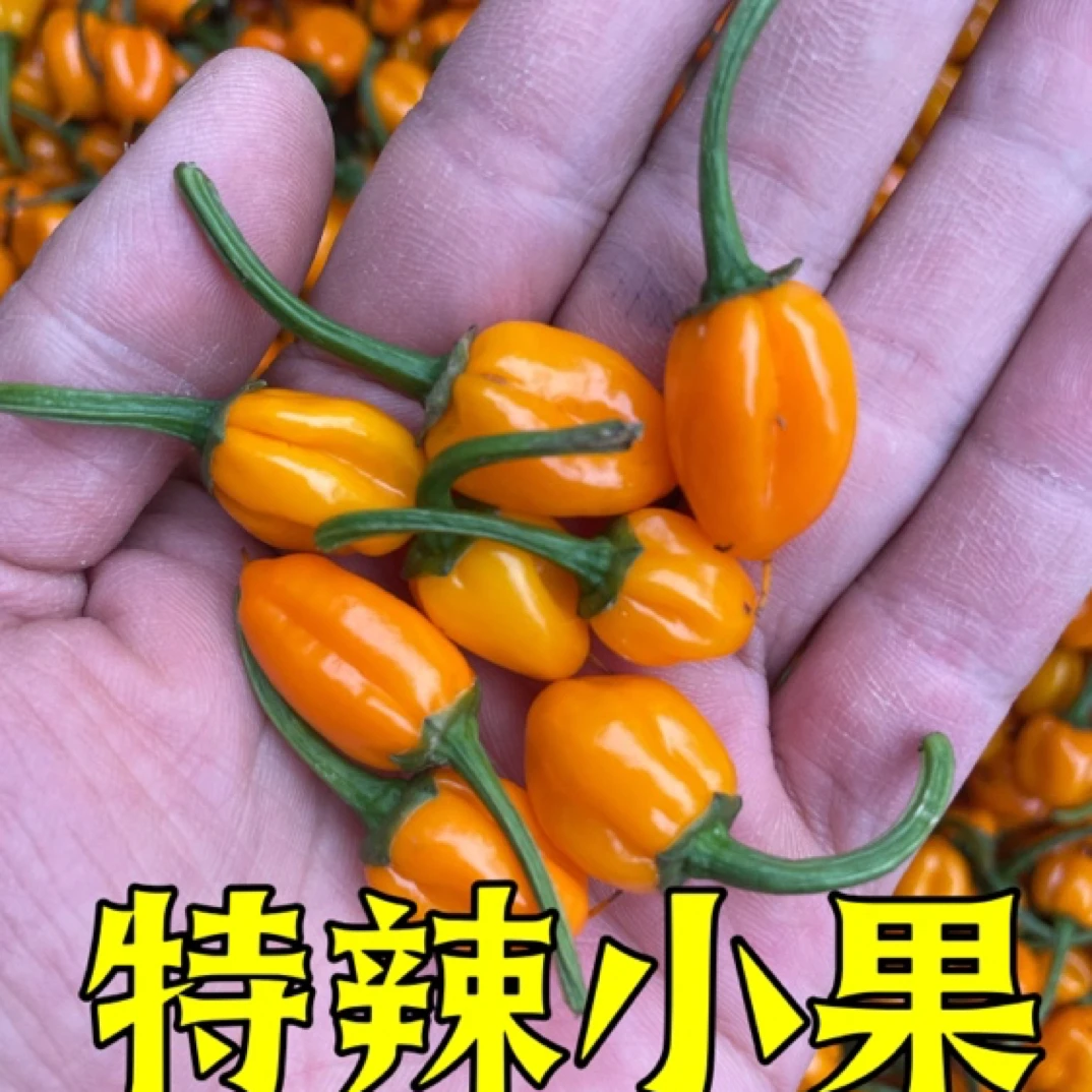 特辣小黄椒超香超辣魔鬼辣