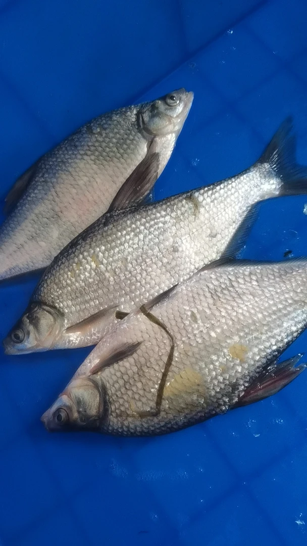 活鱼现杀真空保鲜野生小鳊鱼自然生长土鳊鱼新鲜美味渔民当天现捕