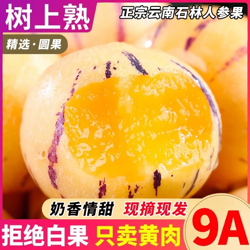【彩箱】云南石林熟黄心圆果新鲜水果现摘生鲜清甜多汁产地直发