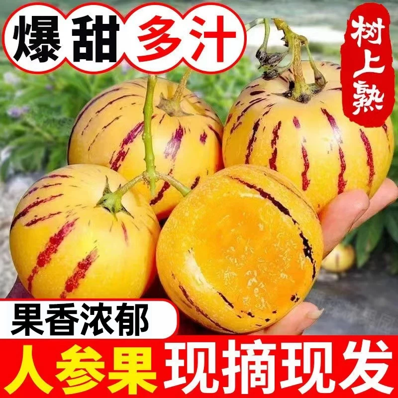 【彩箱】云南石林熟黄心圆果新鲜水果现摘生鲜清甜多汁产地直发