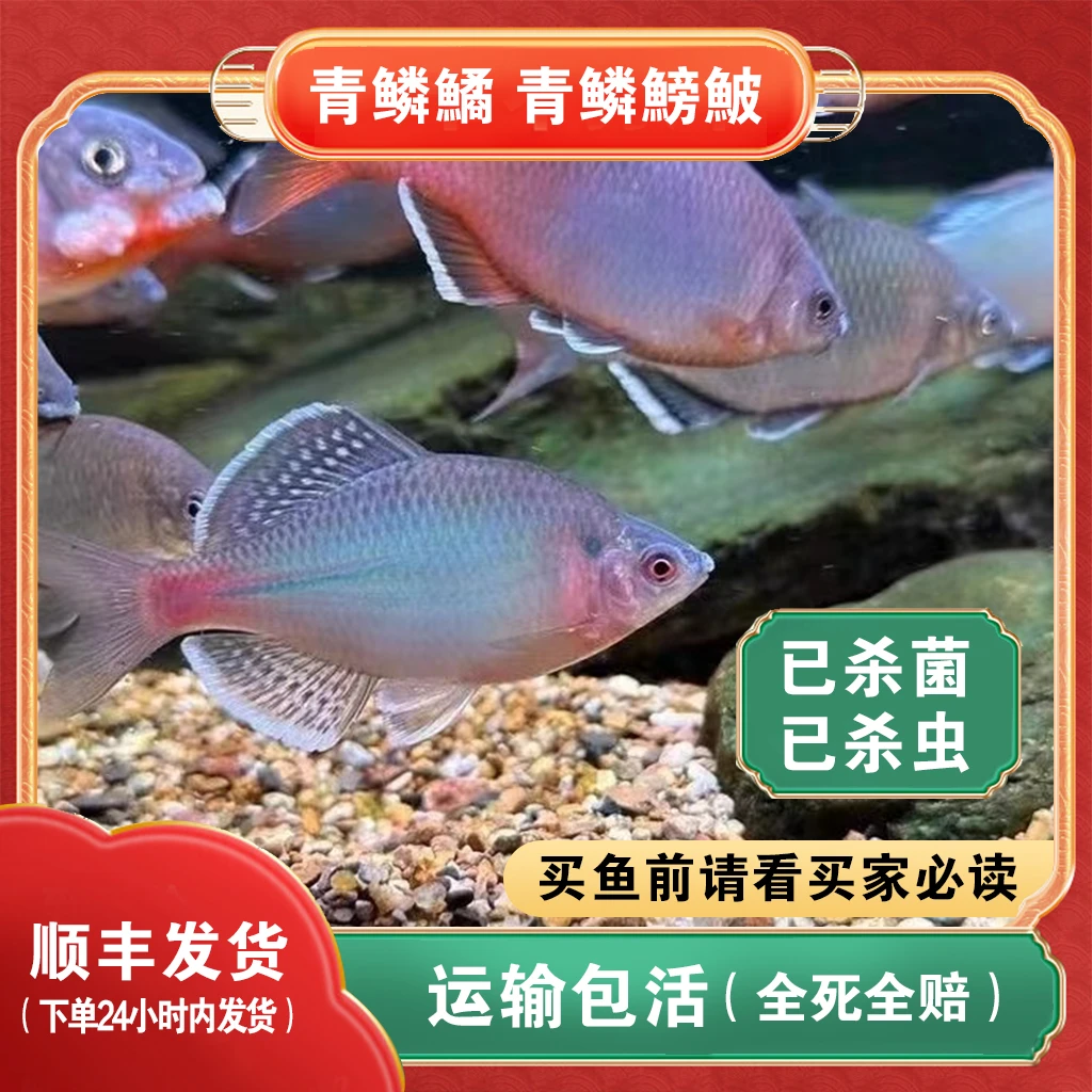 青麟鳑鲏鱼 新流域红肚鳑鲏鱼活体