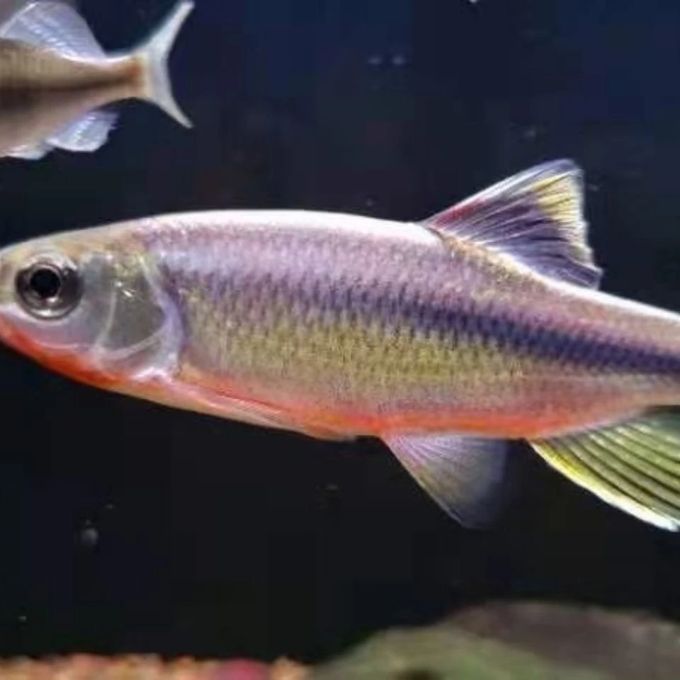 纵纹鱲原生鱼溪流鱼一条也是顺丰发货活体水族活体