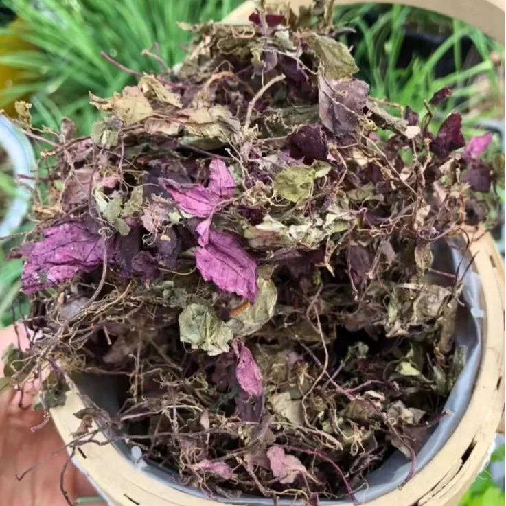 【边陲之乡】风柜斗草