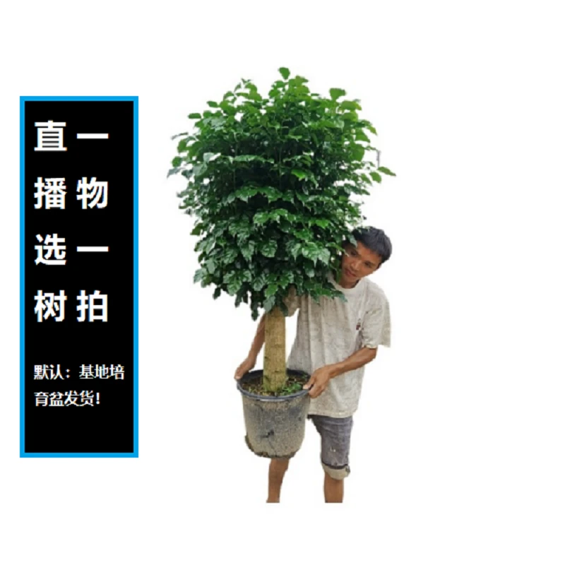 梦淵老桩绿宝幸福树棒棒糖大型室内绿植美观庭院顺丰包邮送货上门