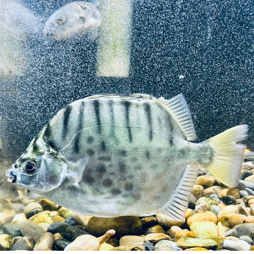 银鼓鱼海水淡化【观赏鱼】淡水可养