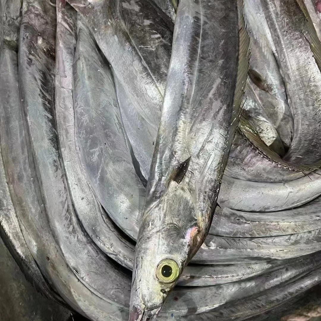 汕尾港发货野生海鱼带鱼
