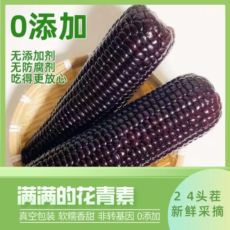 【10根整箱】新鲜黑糯玉米甜糯黏玉米头茬真空包装香甜颗粒采摘