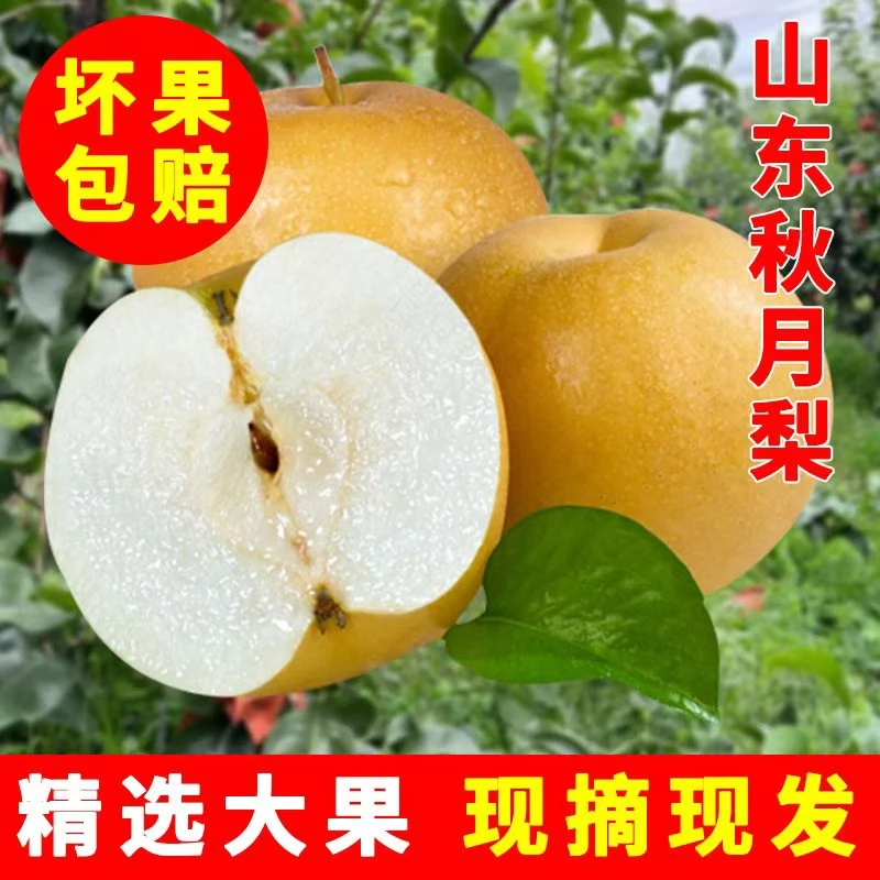 【2025年现场采摘】山东正宗秋月梨精品果4.5-5斤新鲜脆甜薄皮多汁