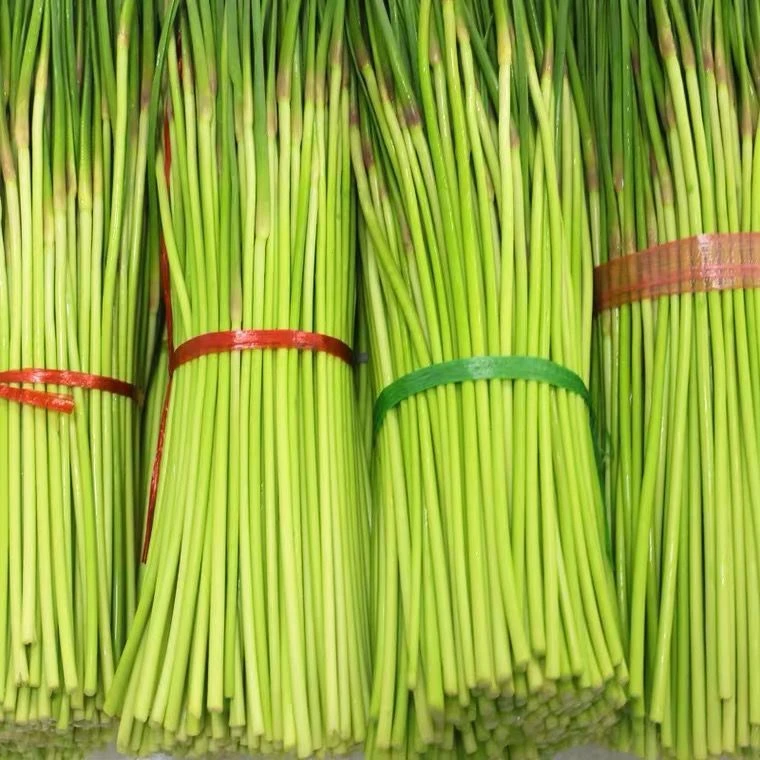 2025年新鲜蒜苔河南特产鲜嫩超长新鲜红帽蒜苔新鲜蒜薹1/3/5斤